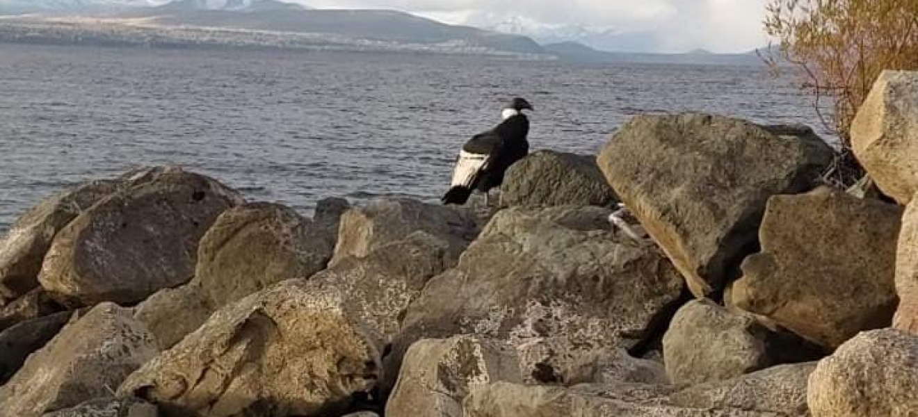 Bariloche: apareció un Cóndor en la costa del lago Nahuel Huapi