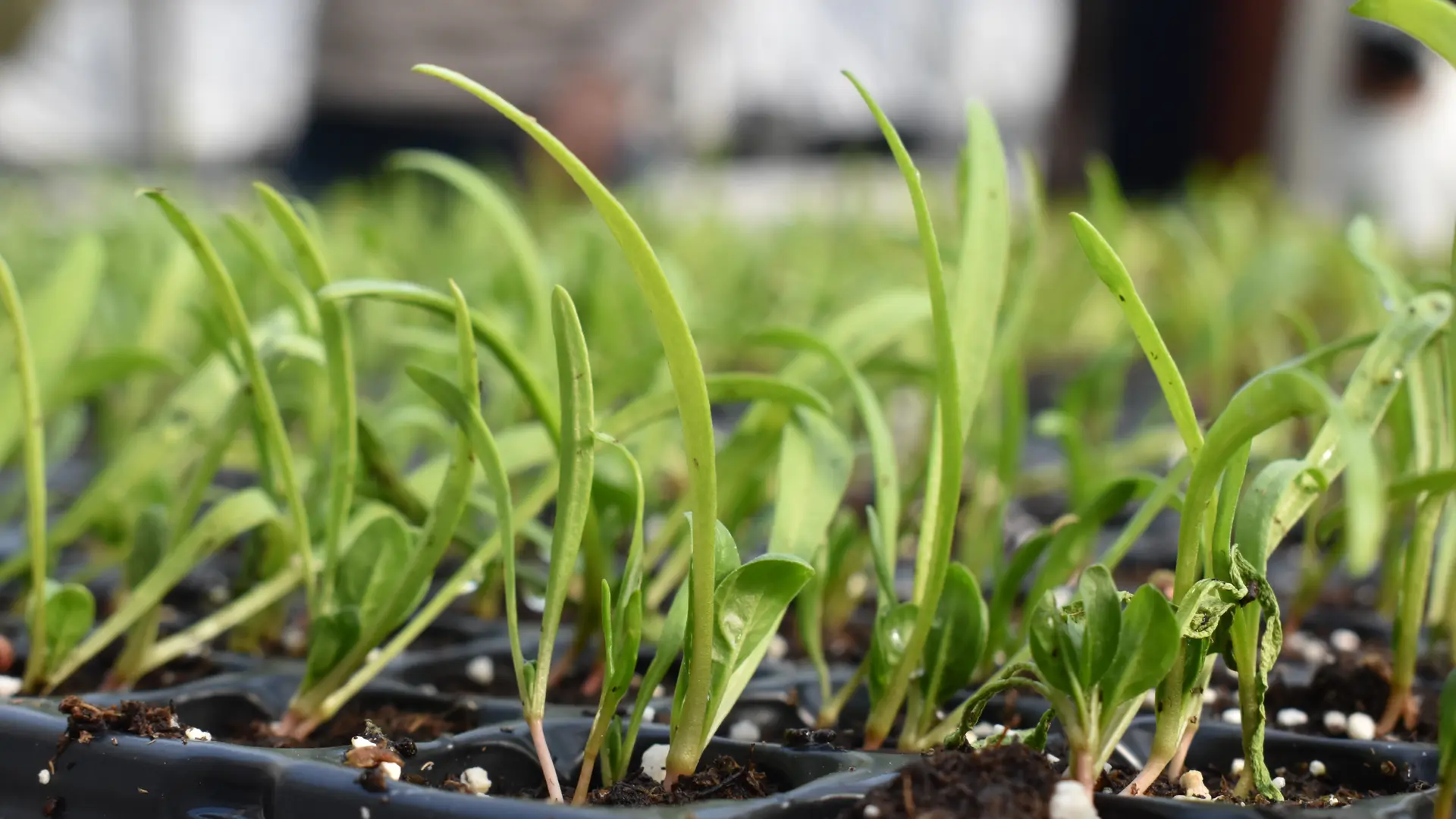 Invernaderos: continúa la producción de plantines en Río Negro