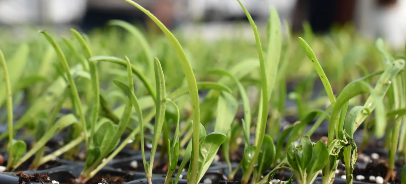 Invernaderos: continúa la producción de plantines en Río Negro