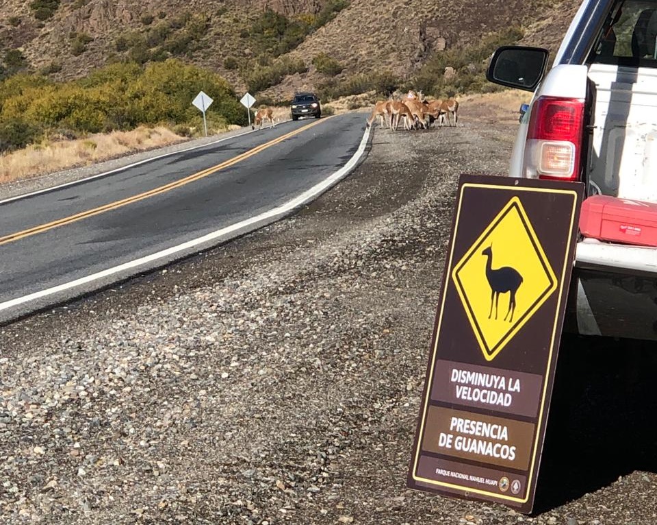 Nueva cartelería para la conservación del guanaco sobre la Ruta 237