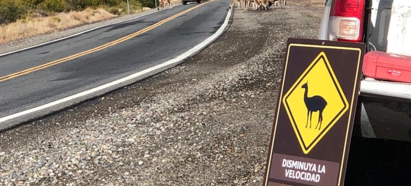 Nueva cartelería para la conservación del guanaco sobre la Ruta 237