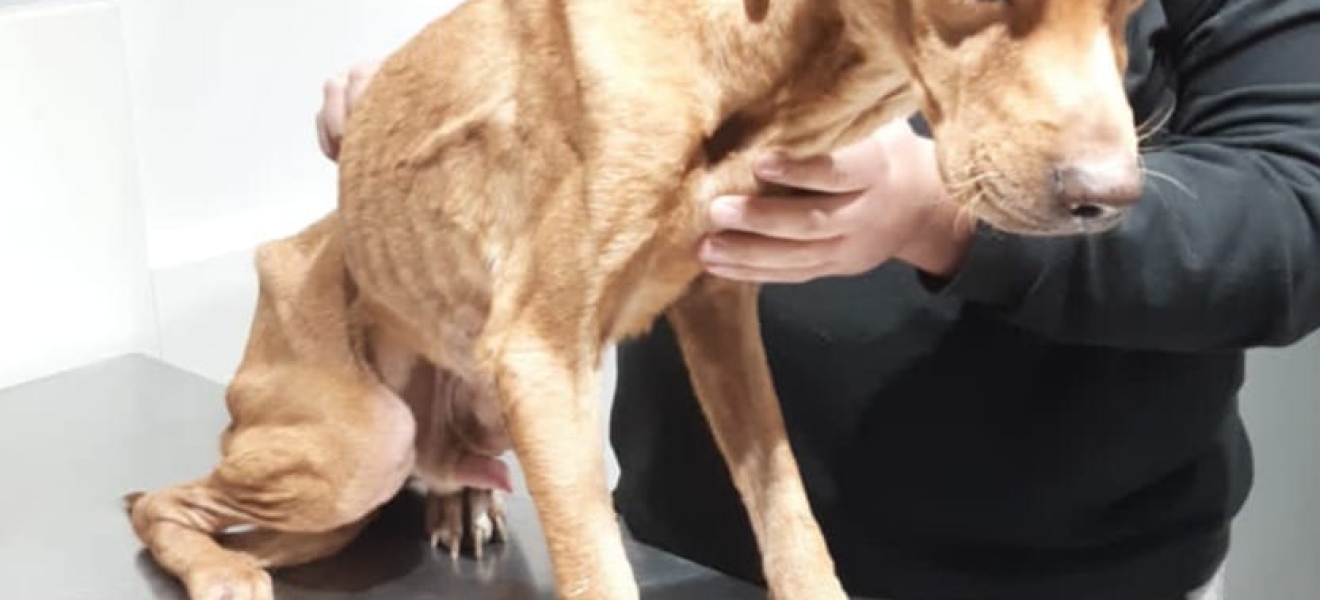 Cipolletti: La Policía rescató un perro víctima del maltrato animal