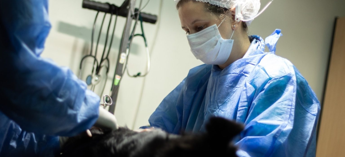Bariloche: Siguen las esterilizaciones gratuitas en Sanidad Animal