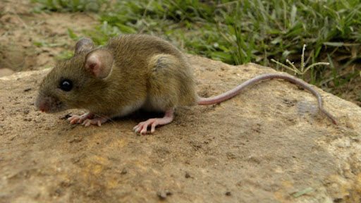 Río Negro: Solicitan intensificar medidas de prevención y control del hantavirus