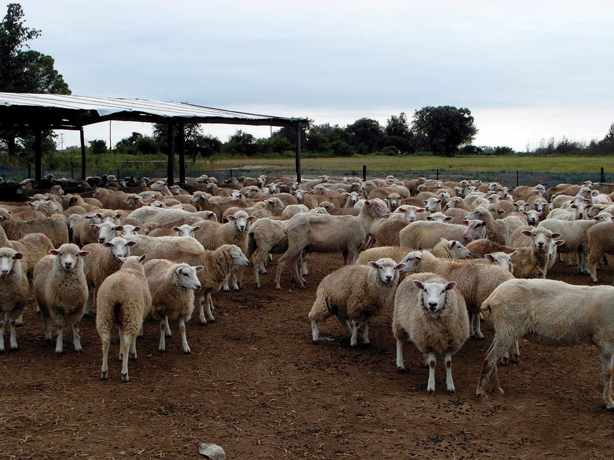 Piden al Parlamento Patagónico que reclame la continuidad de la Ley Ovina