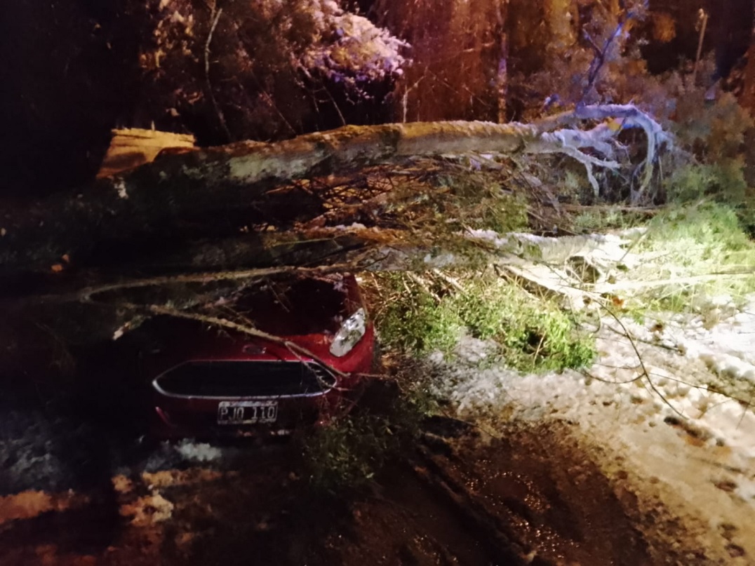 Bariloche: Gran trabajo para retirar un árbol caído en el Km 14