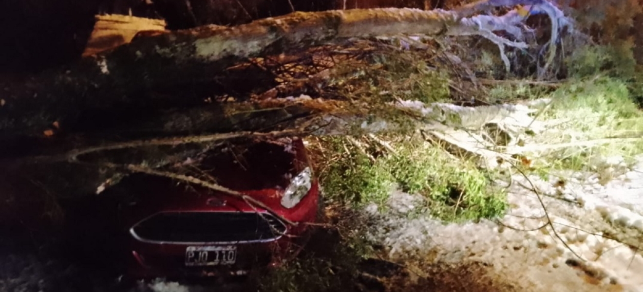 Bariloche: Gran trabajo para retirar un árbol caído en el Km 14