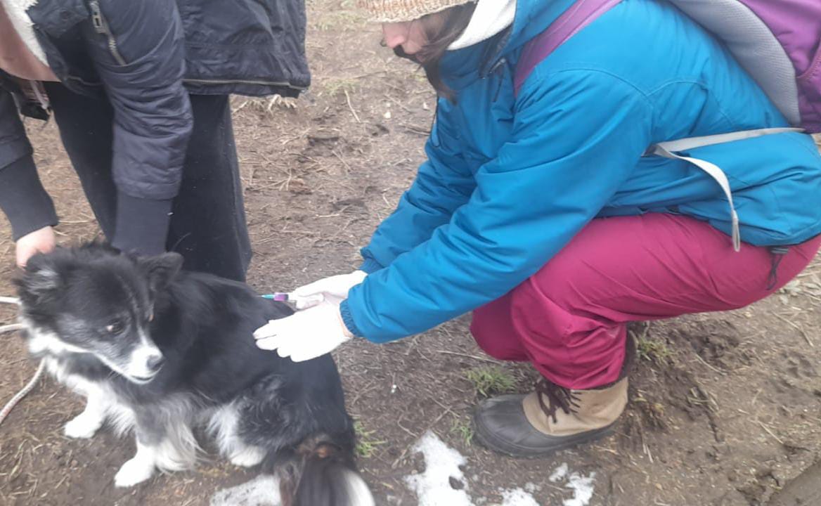 Bariloche: Sanidad Animal continúa desparasitando en los barrios de la ciudad