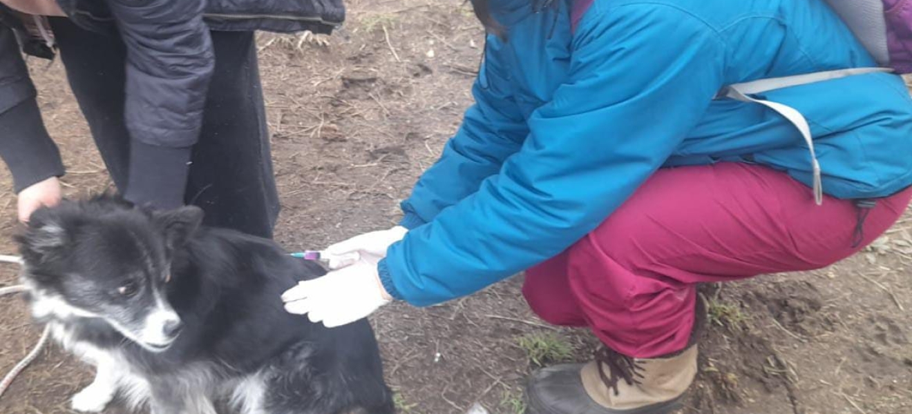 Bariloche: Sanidad Animal continúa desparasitando en los barrios de la ciudad