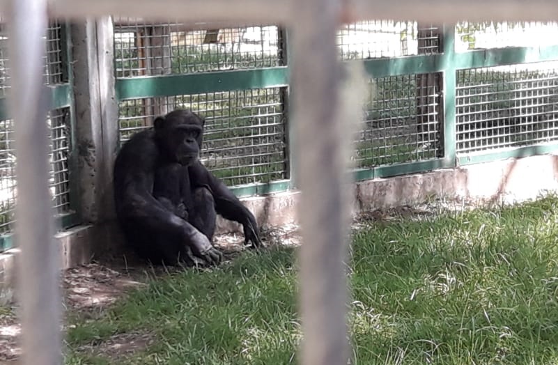 Río Negro: Expertos internacionales evalúan el traslado del chimpancé Toti