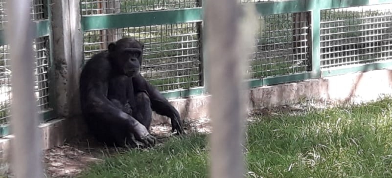 Río Negro: Expertos internacionales evalúan el traslado del chimpancé Toti