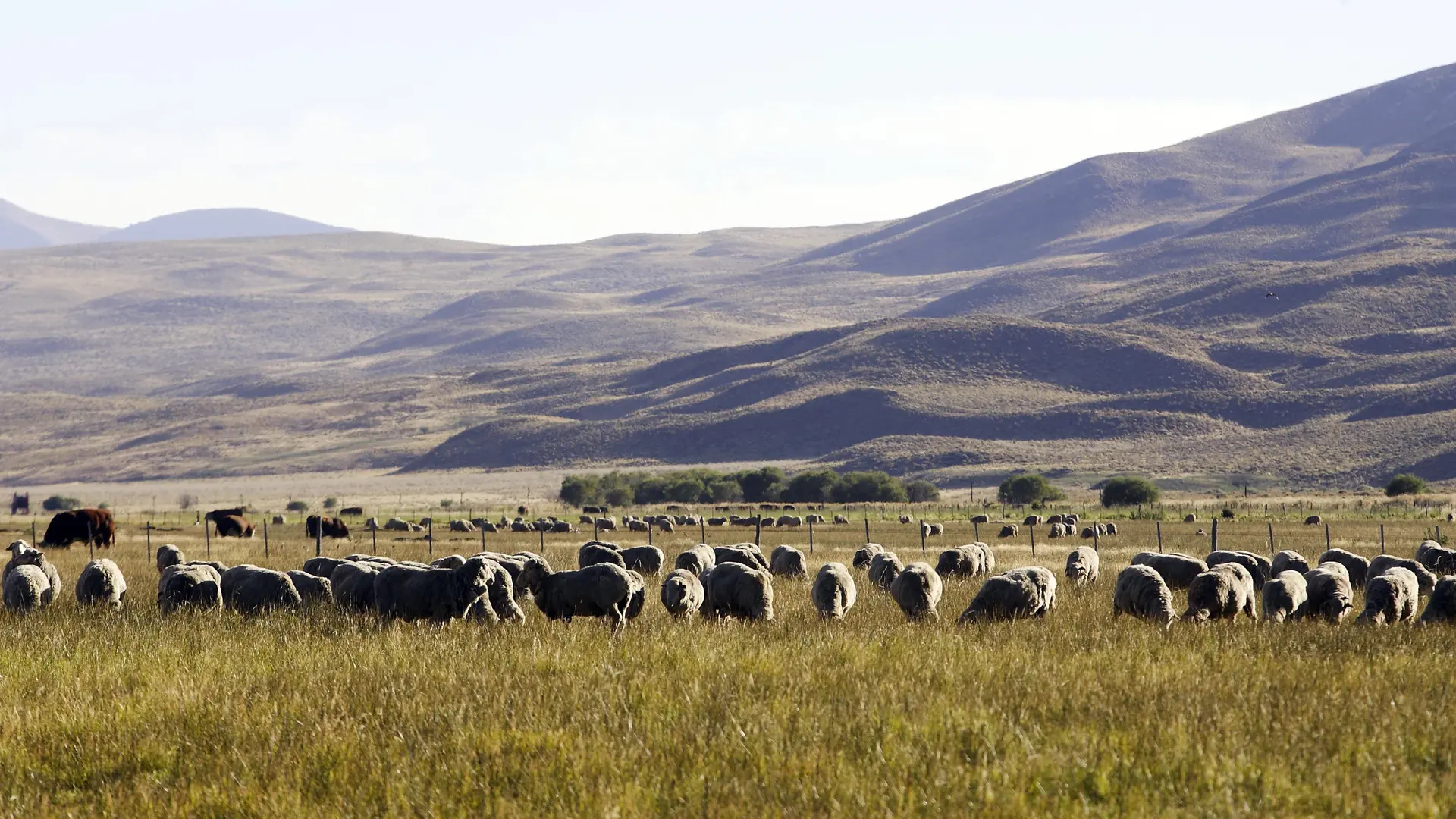 Región Sur: Río Negro refuerza el arraigo y brinda beneficios a productores