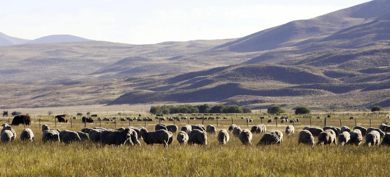 Región Sur: Río Negro refuerza el arraigo y brinda beneficios a productores