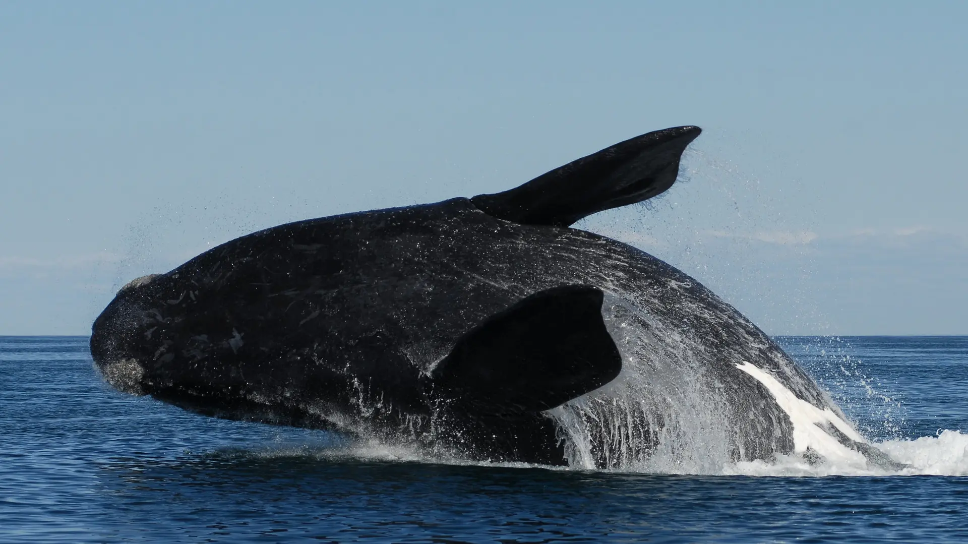 Llegaron las ballenas a la costa rionegrina y no te lo podés perder