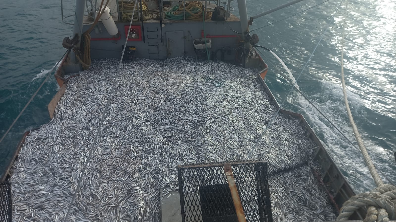 Chubut: récord de captura de anchoíta con una cifra histórica