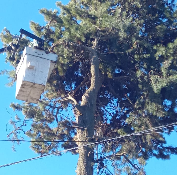 Bariloche trabaja en la poda preventiva de árboles en riesgo