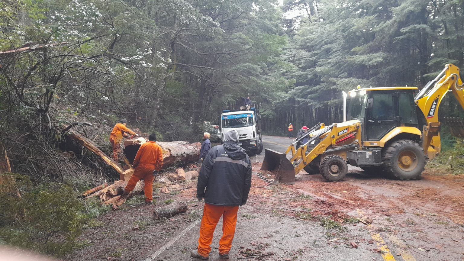 Bariloche: retiran un árbol caído en el camino de Circuito Chico