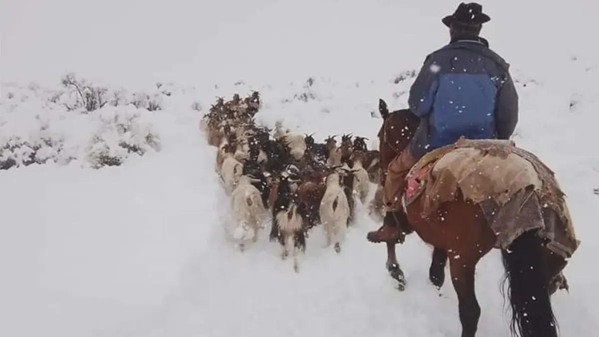 Proyecto en el Senado sobre producción ovina en la Región Patagónica