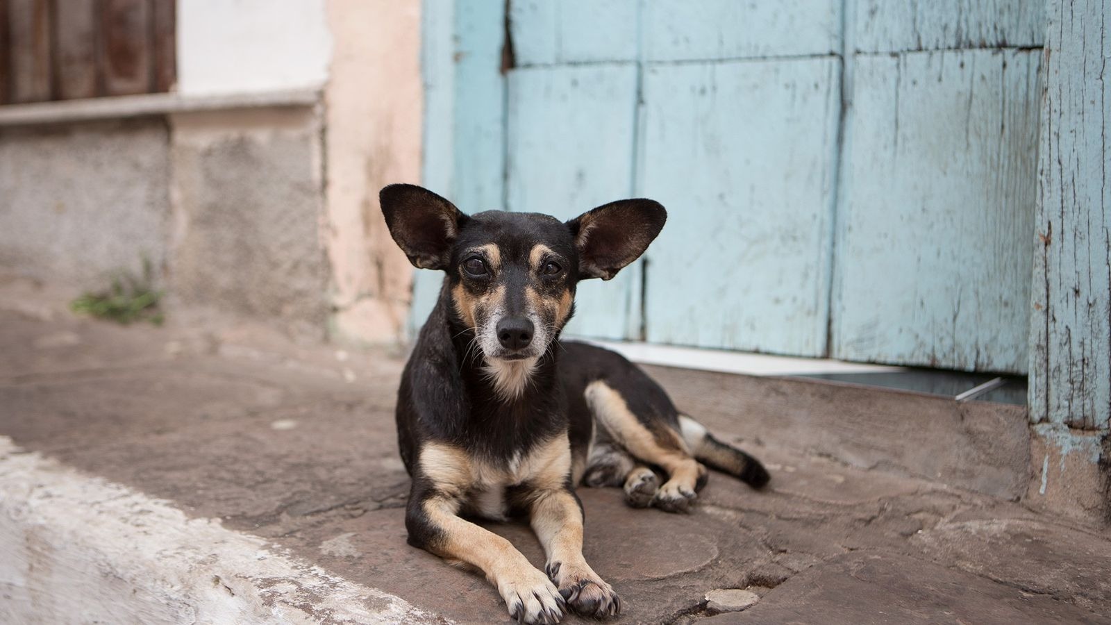 Imputaron a un hombre por maltrato animal agravado en El Bolsón