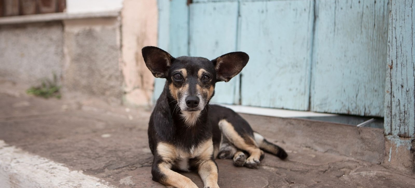 Imputaron a un hombre por maltrato animal agravado en El Bolsón