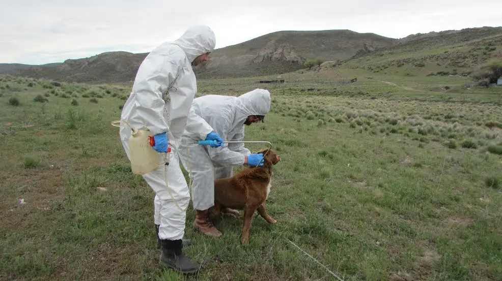 Río Negro destaca el rol del veterinario en la Salud Pública