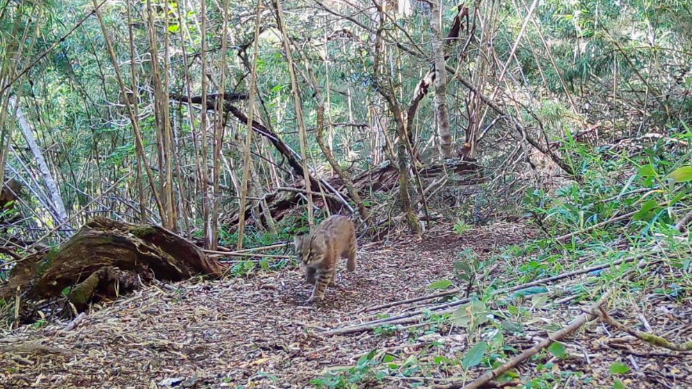 Exploran la presencia del gato huiña en la Patagonia Argentina