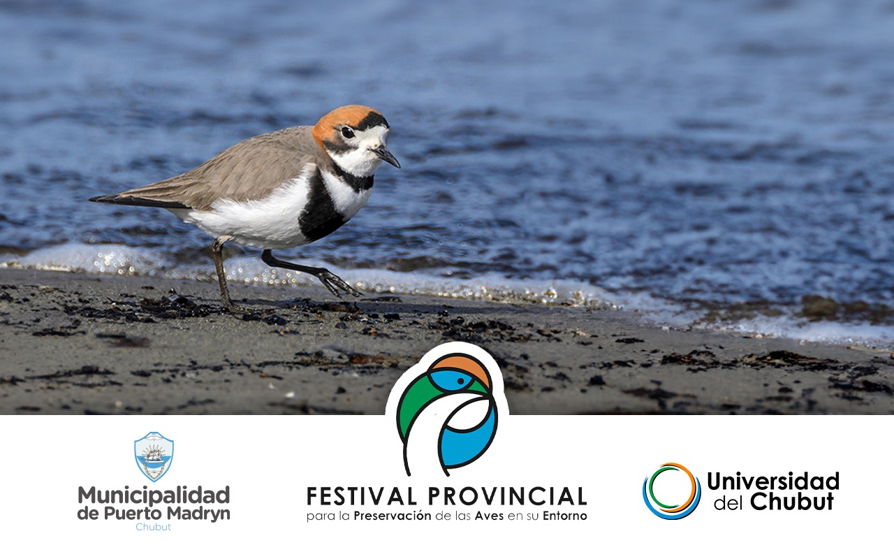 Chubut: festival provincial para la conservación de aves y su entorno