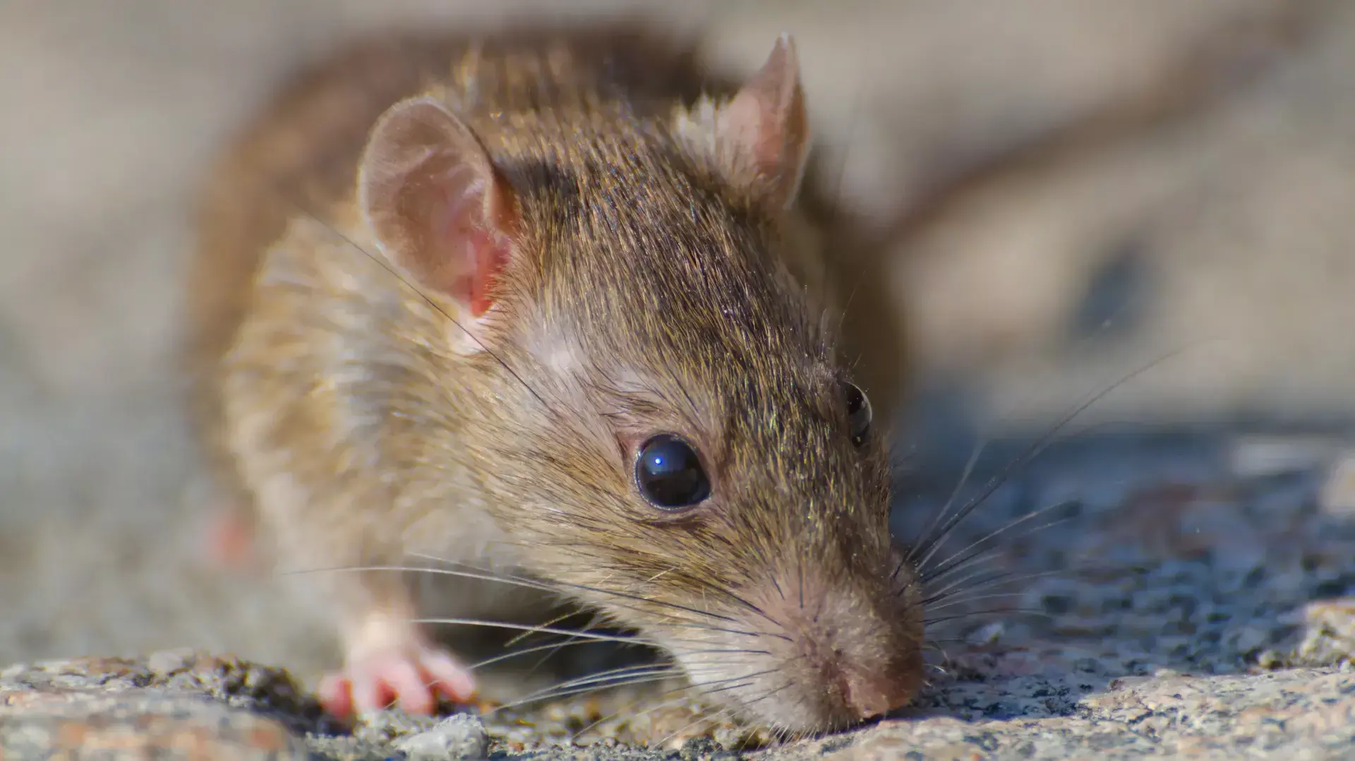 Río Negro: recomendaciones para prevenir el Hantavirus