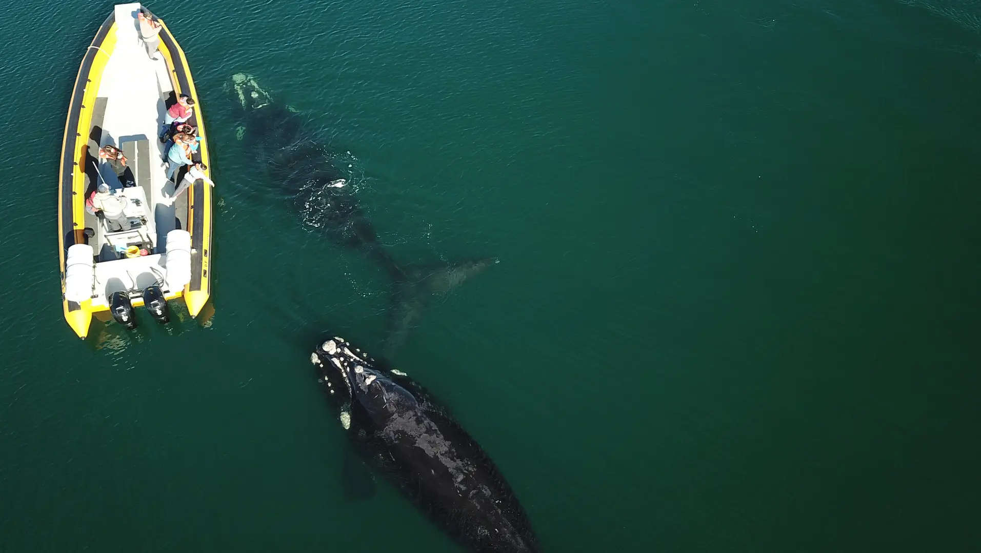 (((video))) Las ballenas ofrecen un espectáculo único en el Golfo San Matías