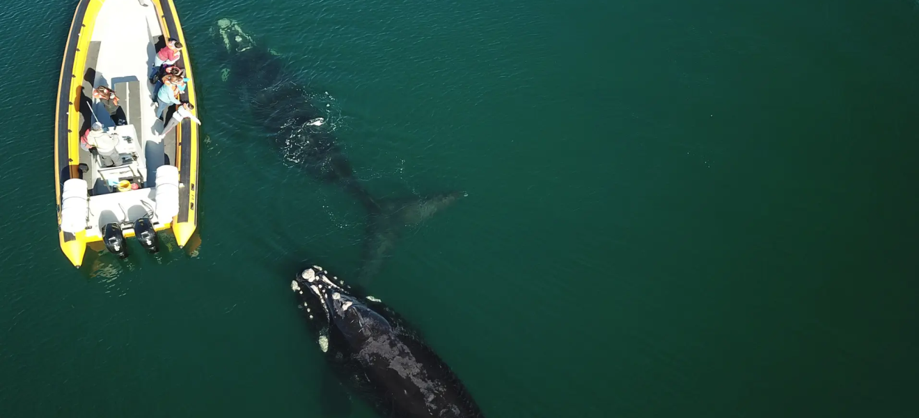 (((video))) Las ballenas ofrecen un espectáculo único en el Golfo San Matías