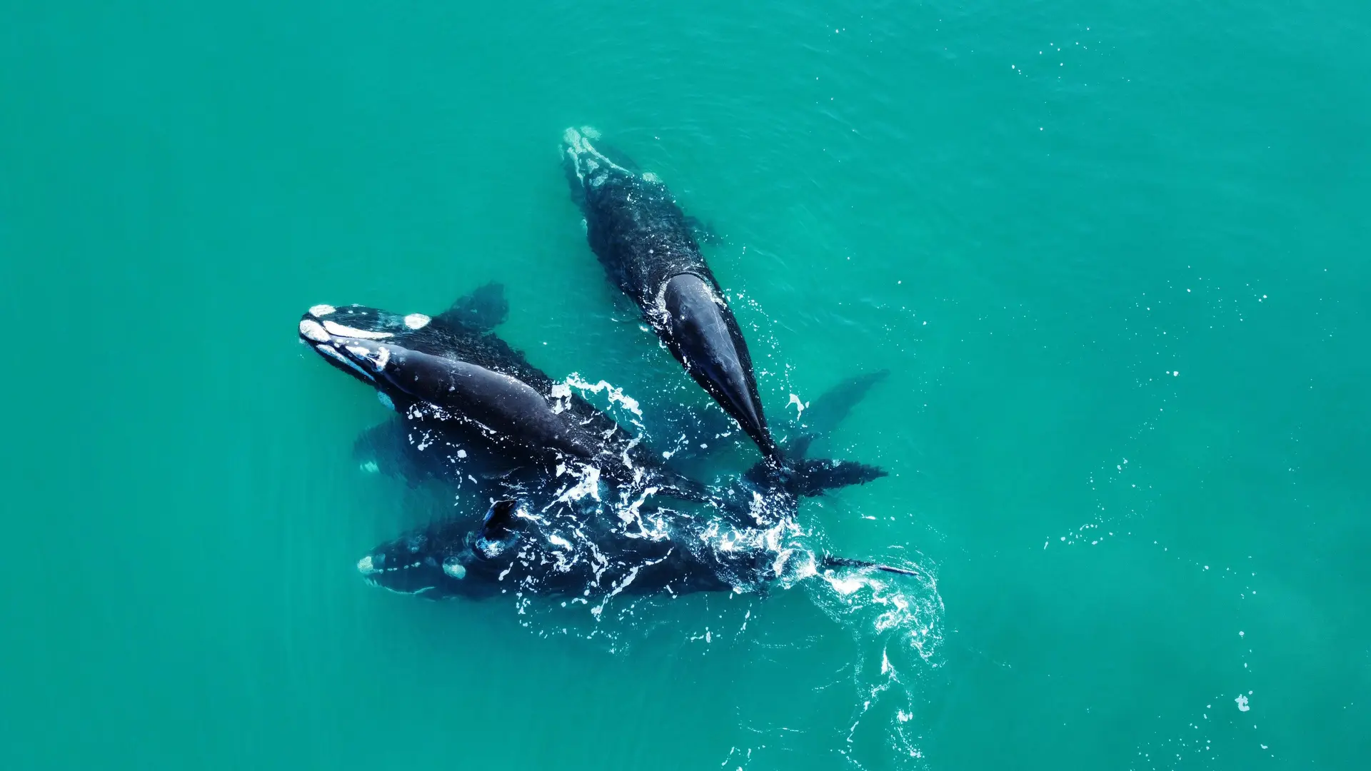 (((video))) Avistaje de ballenas en el Golfo San Matías