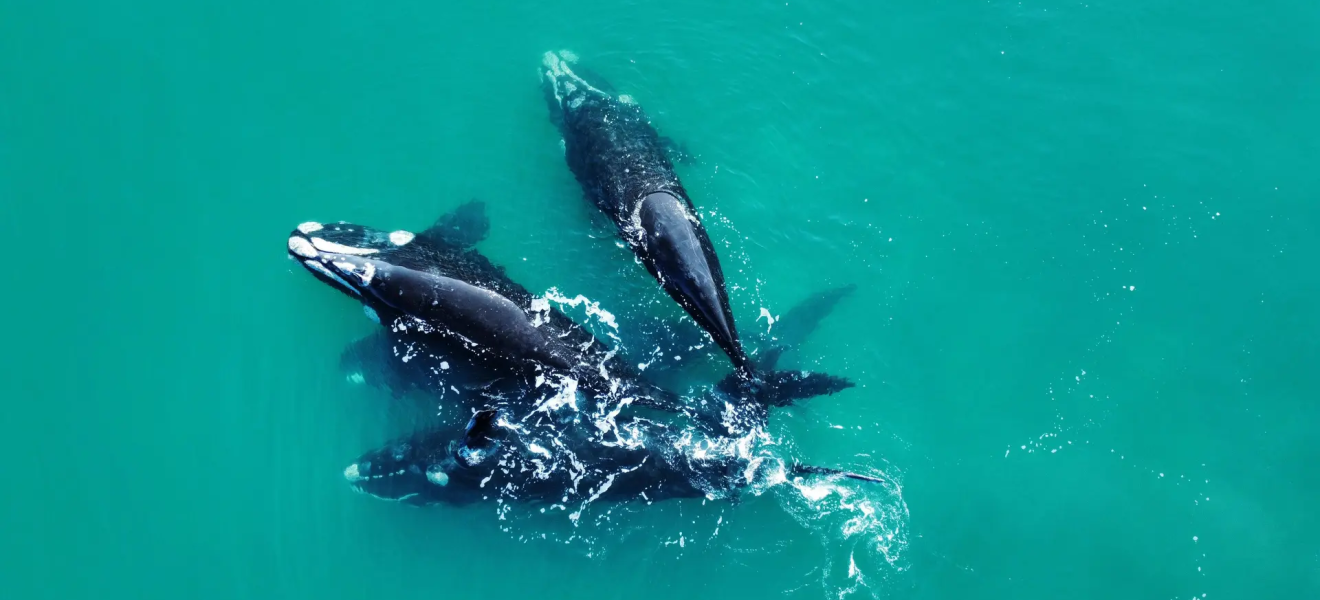 (((video))) Avistaje de ballenas en el Golfo San Matías