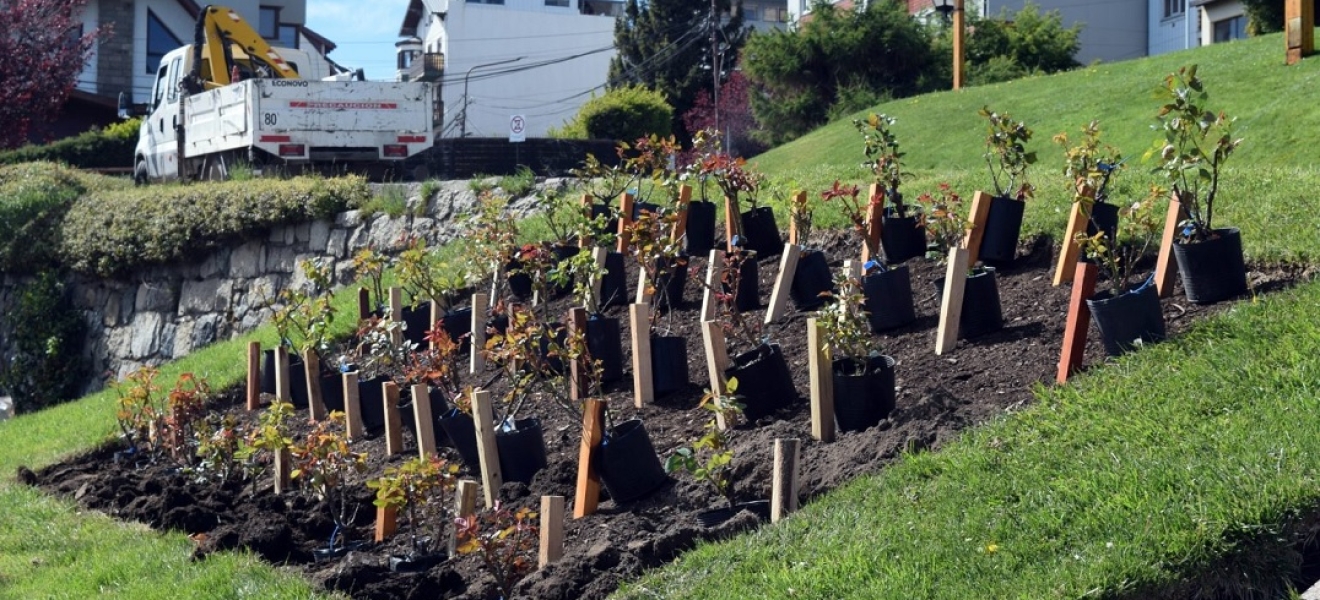 Bariloche: El Municipio recibió una donación de plantas por parte de la AEGHB