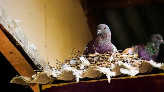 Vinchucas y Palomas, por qué es importante evitar nidos en los domicilios