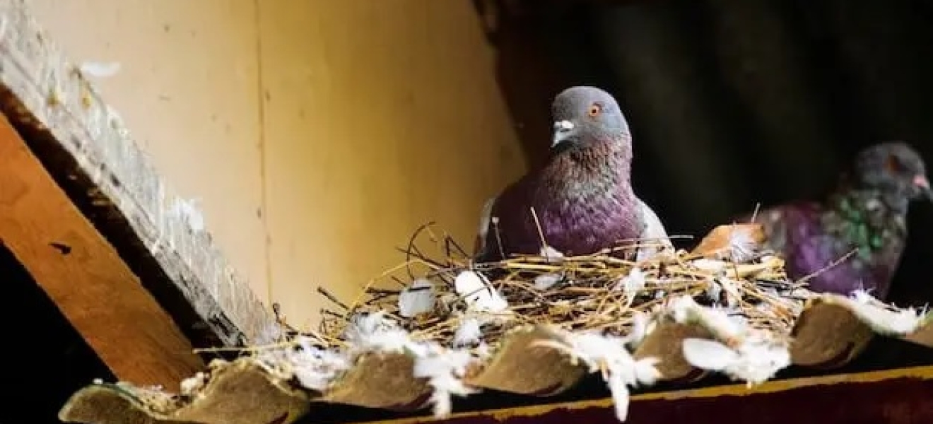 Vinchucas y Palomas, por qué es importante evitar nidos en los domicilios