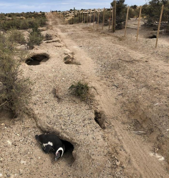 Causa pingüinos en Chubut: Declaran culpable a productor ganadero de daño y crueldad animal