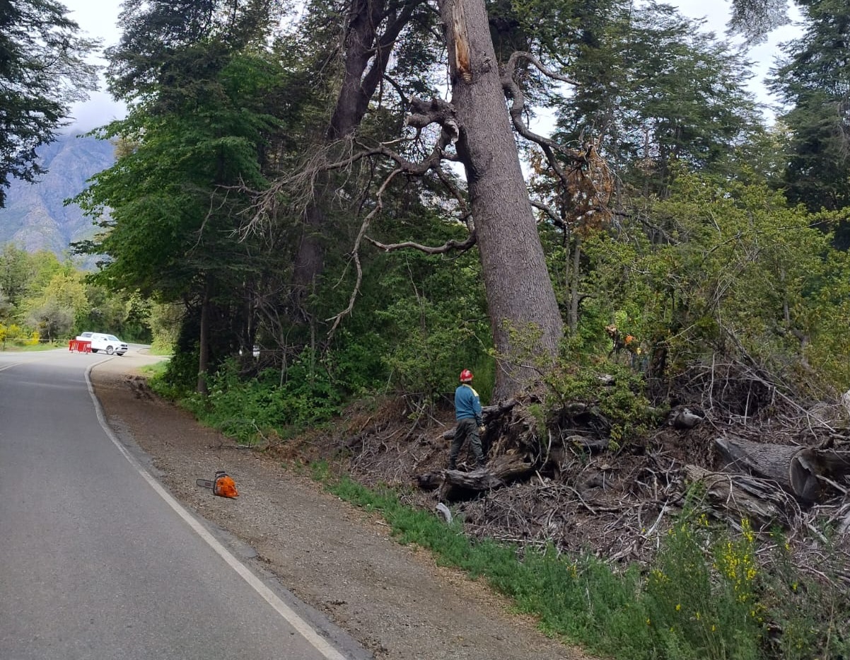 Bariloche: Un acto de cuidado y compromiso en el bosque Llao Llao 