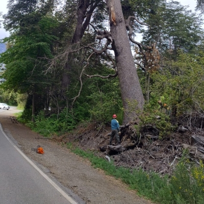 Bariloche: Un acto de cuidado y compromiso en el bosque Llao Llao 