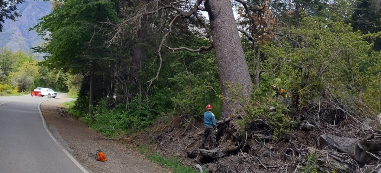 Bariloche: Un acto de cuidado y compromiso en el bosque Llao Llao 