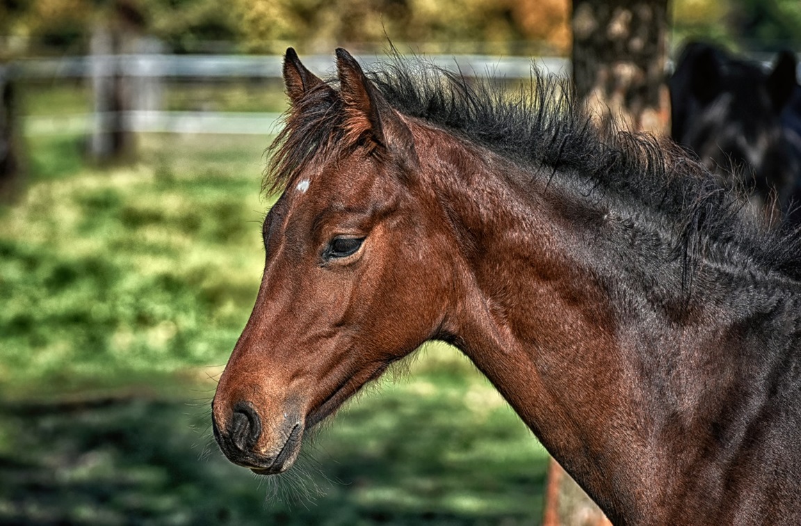 Recomendaciones para la tenencia responsable de caballos en Bariloche