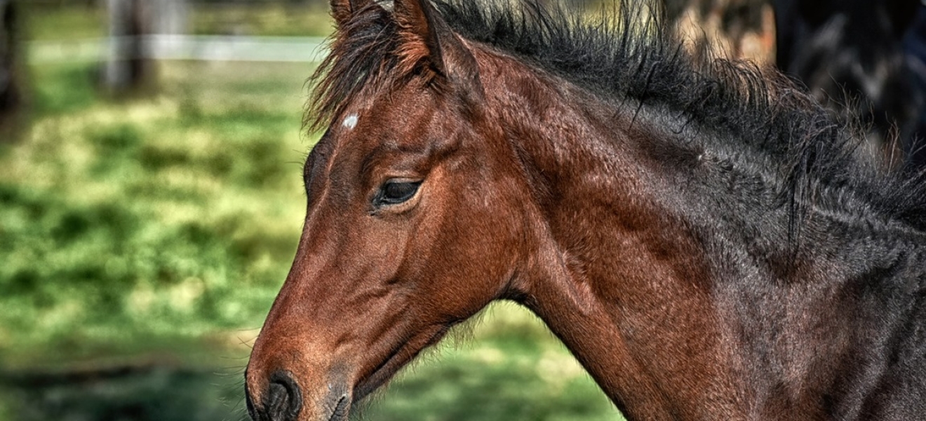 Recomendaciones para la tenencia responsable de caballos en Bariloche