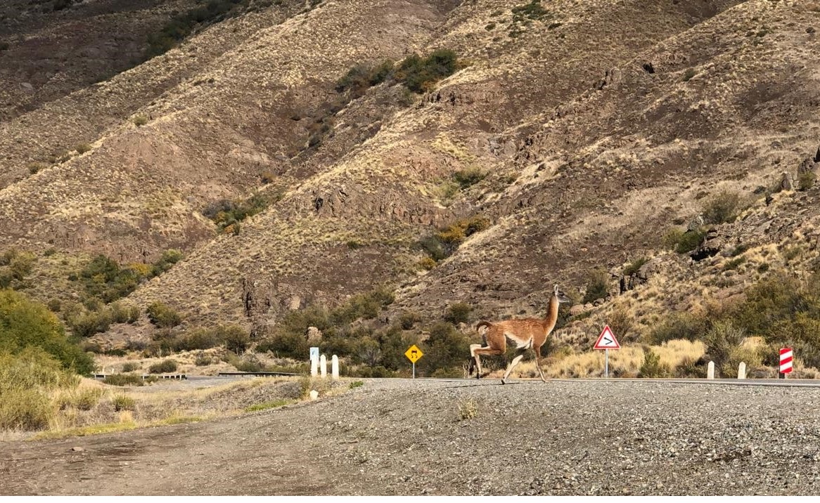 Precaución: Presencia de guanacos en la Ruta 237