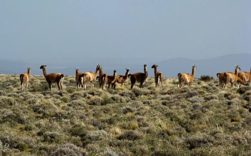 Guanacos en Neuquén, una historia de resiliencia