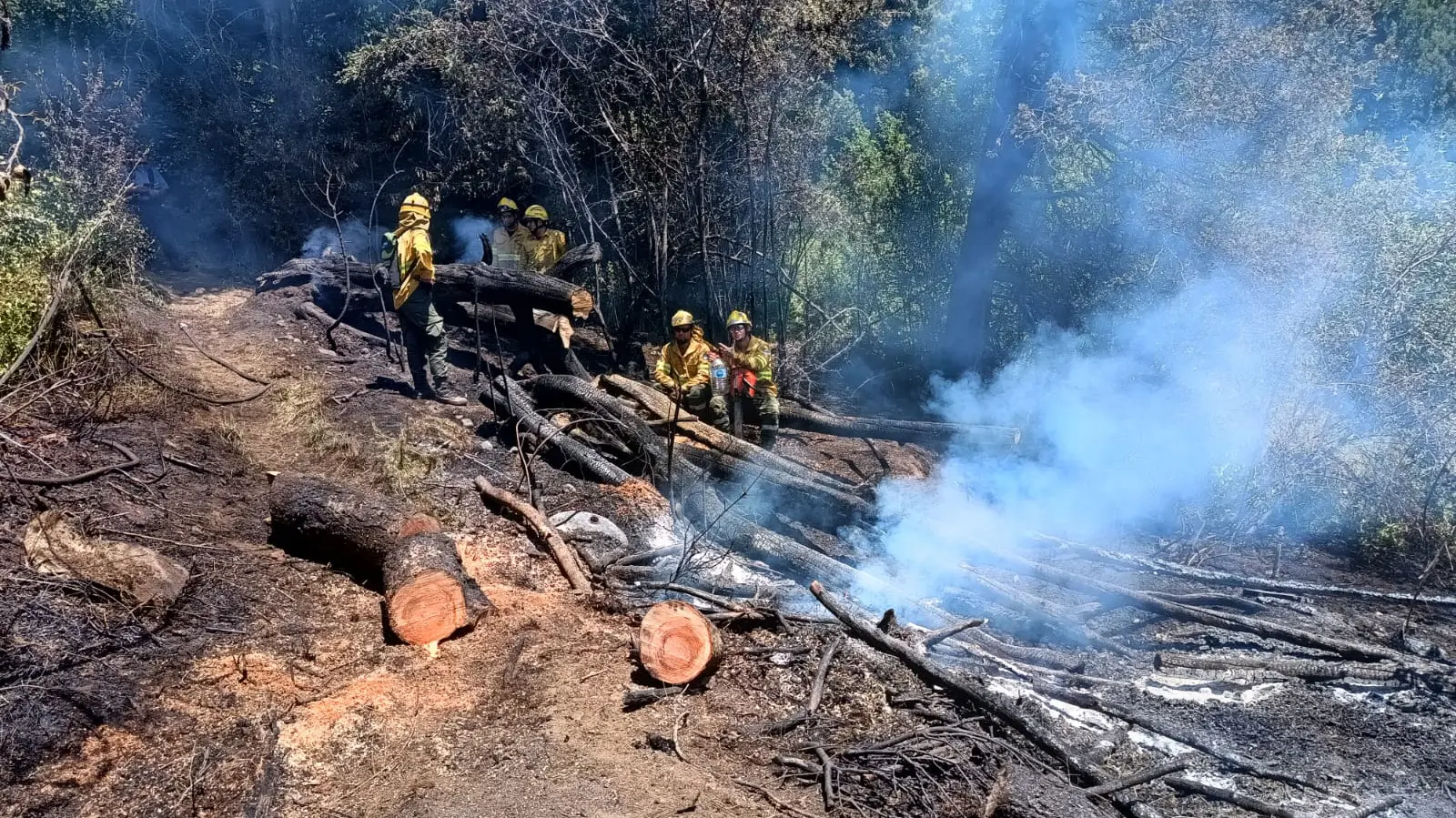 Bariloche: SPLIF y bomberos extinguieron un incendio forestal en Melipal