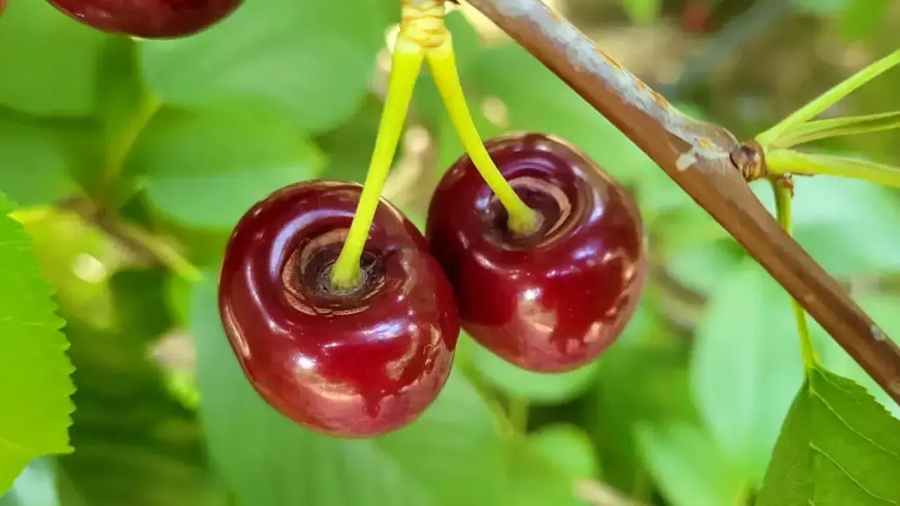 (((video))) La plantación de cerezas en Río Negro crece 20% y conquista nuevos mercados