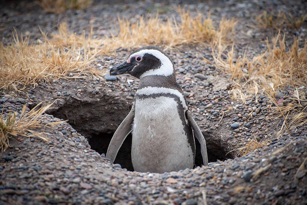 Pingüinos en peligro: un llamado urgente por los guardianes de los océanos