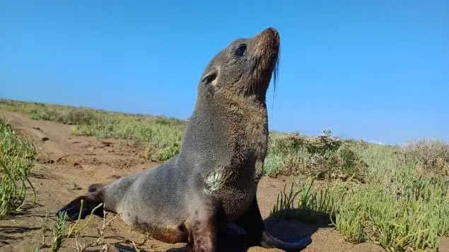 Recomendaciones para el cuidado de la fauna silvestre en Río Negro