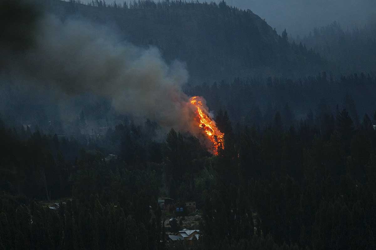 Incendio en Epuyén: entre monocultivo de pinos y funcionarios que echan nafta