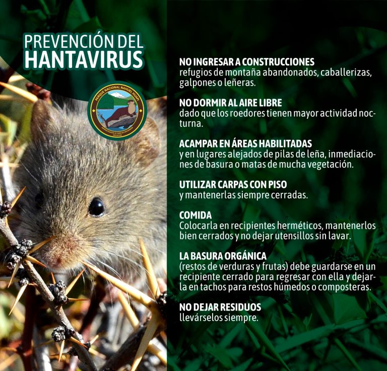 Hantavirus, prevenir enfermedades trasmitidas por roedores