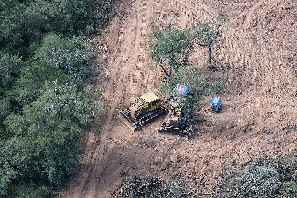 Denuncian la pérdida de 150.000 hectáreas de bosques en el norte de Argentina en 2024